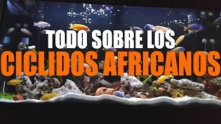 CICLIDOS AFRICANOS HIBRIDACIONES ALIMENTACIÓN COMPORTAMIENTO Y CALIDAD DE AGUA [upl. by Wilkison741]