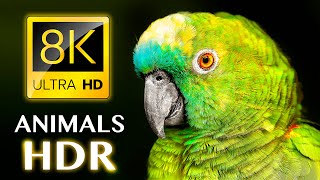 REAL HDR ANIMALS 8K ULTRA HD [upl. by Charmain]