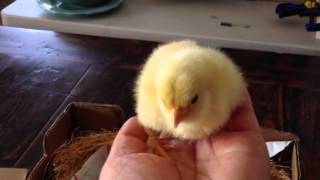 Day Old Baby Chicks Arrive in Mail [upl. by Innes]