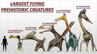 10 Largest Flying Prehistoric Animals [upl. by Asirralc]