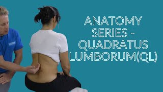 Anatomy amp Function of the Quadratus Lumborum QL Muscle [upl. by Ynatirb]