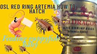 How To Hatch Artemia  Osl Red Dragon Artemia Hatching Easy And Simple Best Live Food Guppybetta [upl. by Phenice]