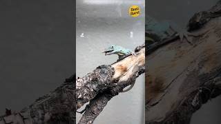 Anoles love movement 🦟 and theyre extremely agile to catch small and quick prey items 🪰 viral [upl. by Graehl]