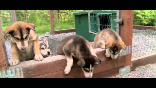 Seaveys Ididaride Sled Dog Tour [upl. by Eenattirb]