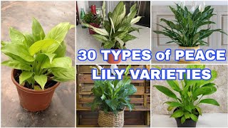 30 Best Types of Peace Lily  Spathiphyllum Varieties [upl. by Ardnwahs]