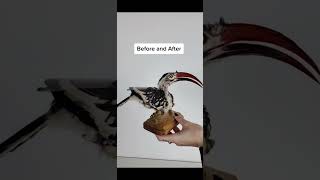 Behold the Magnificent Taxidermied Hornbill taxidermy [upl. by Kaleb]