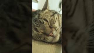 GATO Se Duerme Ronroneando 😴🐾  ASMR Relajante de GATOS SHORTS [upl. by Manvil480]