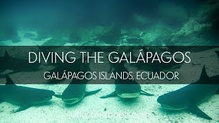 Diving with Sharks Sealions Rays and Turtles in the Galápagos [upl. by Fadas]