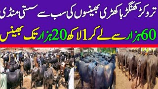 Buffalo Prices in Punjab Today  Fresh Rates Update  Khangar Buffalo [upl. by Aihsekal]