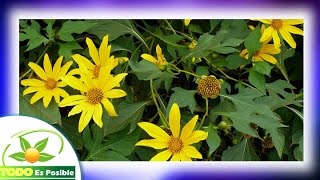 Para que sirve el arnica  remedio naturales para las hemorroides [upl. by Yeoj]