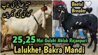 27 Oct Lalukhet Bakra Mandi Latest update 25  25 Hazar Mai Gulabi Ablak Rajanpuri Bakray [upl. by Madelena]