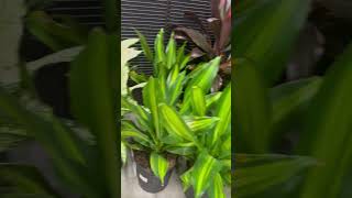 Dracaena Fragrans  Cornstalk Dracaena  Shorts  Cool Places [upl. by Saks]