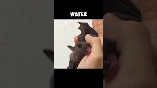 The Flying Foxes  They Use An Interesting Way To Drink Water 🫡 [upl. by Adnilreh]