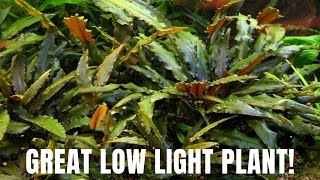 Plant Species Spotlight  Cryptocoryne Wendtii  Great Low Light Plant [upl. by Kingsly284]