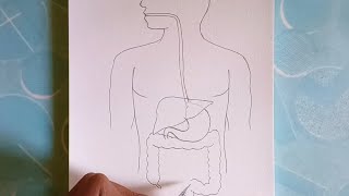 Human Digestive System Diagram how to Draw human digestive system step by step [upl. by Eigla]