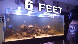 6 FEET SALT WATER MARINE AQUARIUM  marine aquarium routine services [upl. by Tann898]