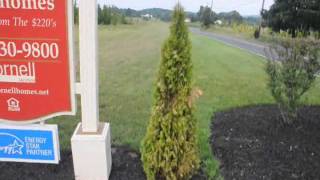 Is My Arborvitae Dead Highland Hill farm Reports [upl. by Marne545]