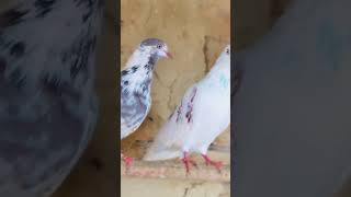 Kaggikabootarandakaisedetehain pigeon 💯vayrlampshots videosPIGEN 83979 [upl. by Erdnoed]