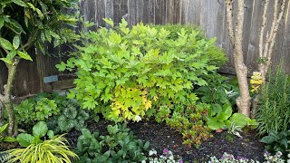 Bleeding Hearts Dicentra  After Bloom Cut Back 4K July 2 [upl. by Furlong]