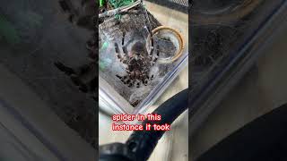 Acanthoscurria geniculata molting tarantula tarantulas tarantulakeeper tarantulakeepers [upl. by Sandye]