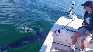 HUGE Mako Shark Bites the Boat  Captain Aaron Lowman  Anna Maria Island Florida [upl. by Hagerman]