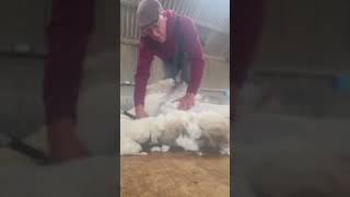 Shearing sheep sheephusbandry sheep sheepherding sheepfarming youtubeshorts [upl. by Esinned]