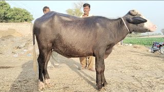 watch pure neeli Ravi buffalo for sale in Punjab Pakistan 03015437908 on YouTube [upl. by Otinauj]