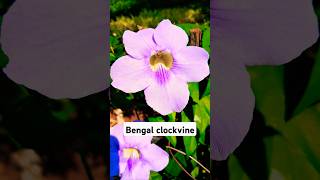 Thunbergia Grandiflora popularly known as the Bengal Clockvine [upl. by Lotz438]