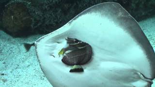 Stingray tries to eat a fish at the Aquarium of the Pacific [upl. by Aisatsan861]