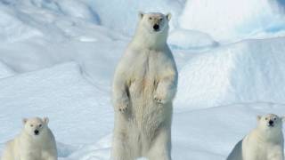 Northeast Greenland National Park ice sheets glaciers fjords arctic [upl. by Aerdnad]