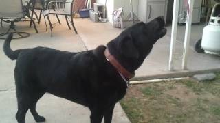 Black Lab Husker Howling at Sirens [upl. by Eahs]