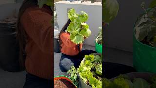 Today’s harvest How to grow lettuce in pots lettuce gardening youtubeshorts ce [upl. by Enailil]