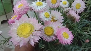 How to grow and care Acroclinium flower plant in winterbest hanging basket flowering plant inwinter [upl. by Alleroif]