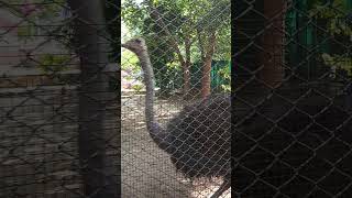 Jay shree Ram 🚩🚩 shuturmurg 😱 tranding viralvideo 😱ostrich [upl. by Nnalatsyrc]