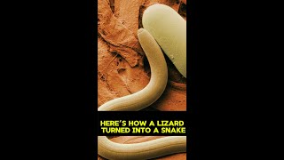 Here’s How a Lizard Turned Into a Snake [upl. by Idnod963]