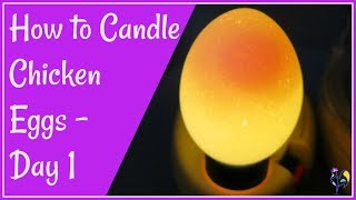 How to Candle Chicken Eggs  Day 1 [upl. by Annawyt935]