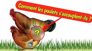 Comment les poulets saccouplentils  Les secrets de laccouplement entre un coq et une poule [upl. by Kasevich]