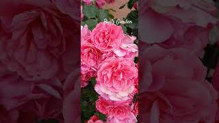 🌹ROSARIUM UETERSEN  ByaGardenDreams  rosegarden bloomingroses rose flowergarden gardening [upl. by Harsho]