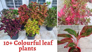 10 Beautiful and Colourful Leaves plants for every Home and Office  Decorative leaf plants [upl. by Nohs]