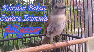 Kancilan Bakau Suwara ‼️🎼 Istimewa [upl. by Cesare798]