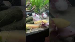 axolotes axolotl axolotllove amfibi axolotlpet fyp [upl. by Vassaux]