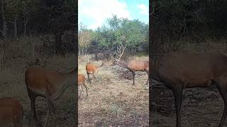 Jelen lesny deer nature wildlife slovakia animals [upl. by Mayyahk]