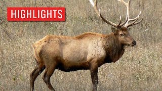 2017  PA Game Elk Cam Highlights [upl. by Aneerbas]