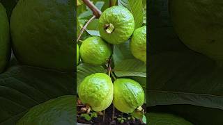 🌿How to grow guava tree great way to propagate guava tree using a carrot🥕 guava gardening [upl. by Dadelos148]