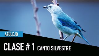 AZULEJO CLASE 1 CANTO SILVESTRE [upl. by Ettore]