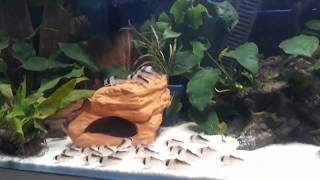 Corydoras Adolfoi [upl. by Yssep]