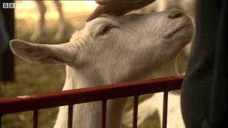 The Goats with Spider Genes and Silk in their Milk  Horizon Playing God  BBC Two [upl. by Uhsoj157]