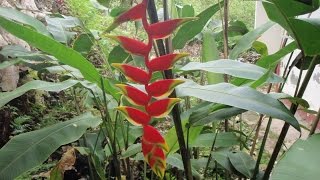 Growing the Hanging Lobster Claw Heliconia rostrata [upl. by Far]