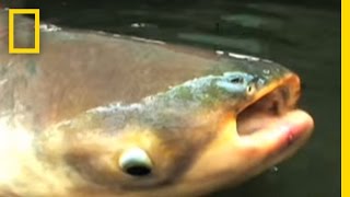 Mekong Giant Catfish  National Geographic [upl. by Jeffy571]