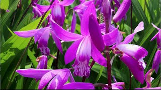 The hardy Chinese ground orchid Bletilla striata [upl. by Maurene]